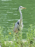 FZ006477 Heron London.jpg